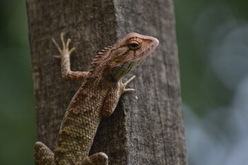 Indian Garden Lizard or Orientalis Lizard