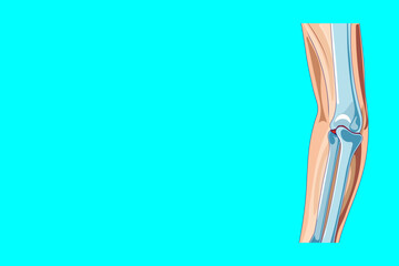 Colorful medical illustration of the human elbow joint anatomy with humerus, ulna, and radius bones and cartilaginous ligaments is perfect for orthopedic logos,digital medical platforms, medical apps