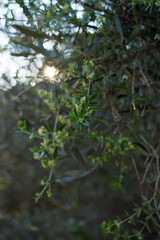 olive tree branches in nature in the evening