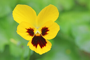 Close up of a yellow pansy flower