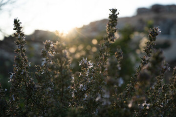 plants in the evening on the outskirts of the city, wild nature