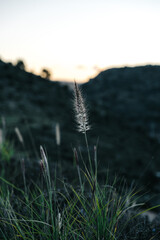 plants in the evening on the outskirts of the city, wild nature
