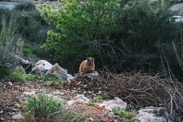 Rock rabbit on the nature in the evening