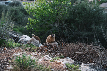 Rock rabbits on the nature in the evening