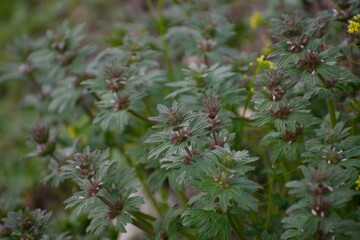 Dead-nettle flowers in a meadow in spring