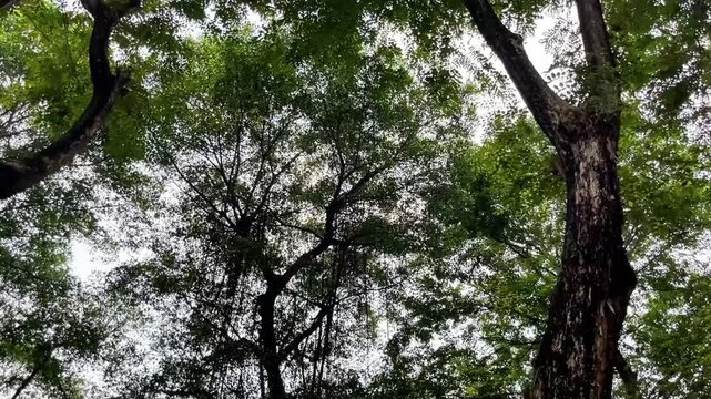 trees in the forest