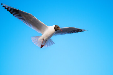 Black-headed gull, larus ridibundus, chroicocephalus ridibundus