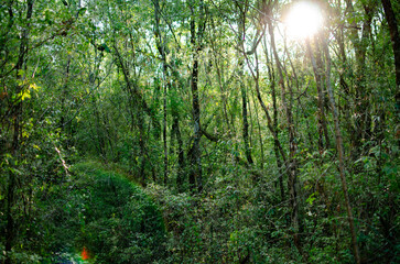Monte de Misiones