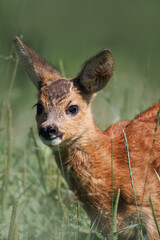 A close-up portrait of a young Roe Deer (Capreolus capreolus), captured on a bright and sunny summer day.