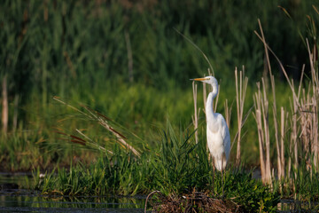 On a sunny summer evening, an adult Great Egret stands on a patch of green reeds surrounded by water, looking toward the camera lens.	