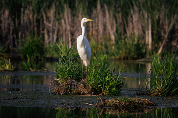 On a sunny summer evening, an adult Great Egret stands on a patch of green reeds surrounded by water, looking toward the camera lens.