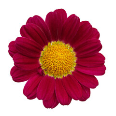 Burgundy daisies isolated on a yellow background