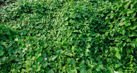 Lush green creeping vines cover the ground, creating a dense mat of leaves and vegetation in a natural outdoor setting.