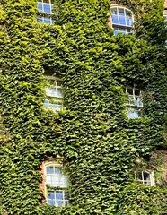 old brownstone covered in lush ivy looking magical