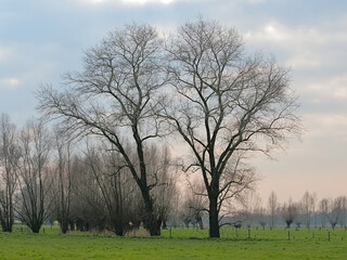 Meadow with bare poplar tree silhouettes against a colorful cloudy sky in Oude Kalevallei nature reserve, Ghent, Flanders, Belgium 