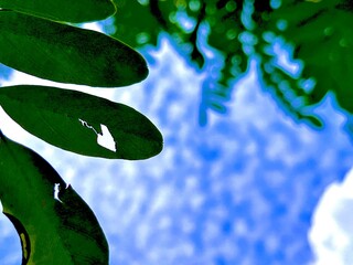 Heart in a leaf