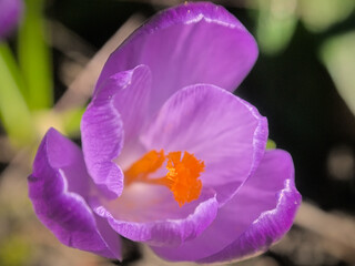 First purple and orange crocus flower in spring, selective focus with bokeh background 