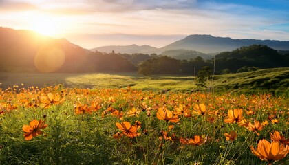 radiant orange cosmos blooms amidst lush verdant meadow kissed by the warm glowing sunlight in picturesque landscape