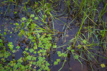 Lush green grass and vibrant clover peacefully grow near a dark, murky wetland on a summer afternoon.