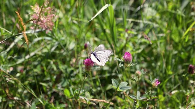 Two White Butterflies With Distinct Black Veins Mating (Amplexus) On A Pink Clover Blossom In A Lush Green Meadow. Insect Reproduction In Nature.
