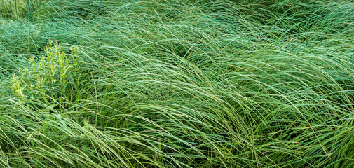 Lush green grass swaying gently in the wind