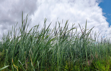 Common cattails growing in wetland under cloudy sky