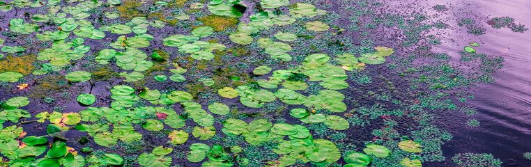 Water lilies and duckweed creating a beautiful natural background
