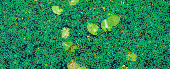 Water lily pads floating on a dense carpet of aquatic plants