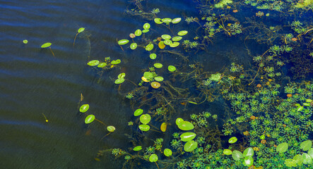 Water lilies and aquatic plants floating on dark water surface