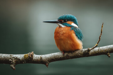 Fototapeta premium capture stunning portraits of top animals against minimalist backdrops featuring beautiful bokeh