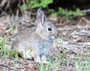 rabbit in the grass