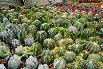 A vibrant display of various cactus species fills the greenhouse, featuring gymnocalycium,...
