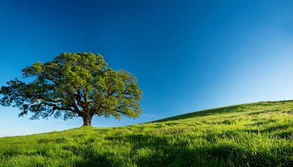 serene grassy hillside beneath a clear blue sky featuring a majestic oak tree for shade