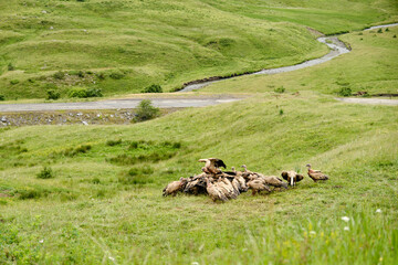 Vulture feeding in a meadow