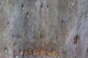 Stunning Eucalyptus bark close-up showcasing nature's beautiful texture, ideal for backgrounds,...