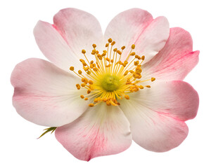 A delicate pink and white wildflower bloom with yellow stamens, isolated on a transparent background