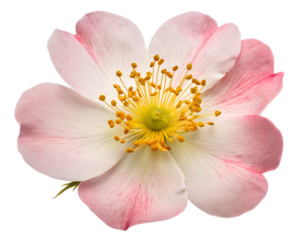 A delicate pink and white wildflower bloom with yellow stamens, isolated on a transparent background