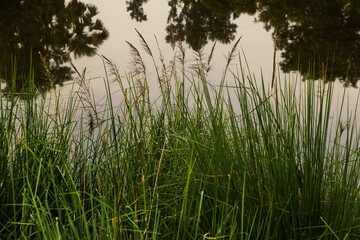 Obraz premium Pond landscape featuring lush green grass and tree reflections, showcasing the beauty of nature by the water's edge.