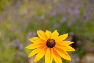 Close-up of yellow Rudbeckia flower with dark central disc against a soft-focus summer meadow background. Bright, cheerful floral macro with artistic bokeh and vibrant contrast
