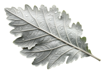 A single grey leaf covered in frost and water droplets, isolated on a transparent background