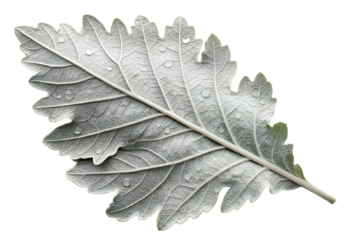 A single grey leaf covered in frost and water droplets, isolated on a transparent background - Powered by Adobe
