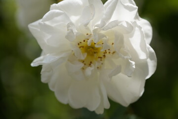 Obraz premium quantum white valentine roses