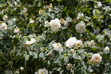 quantum white valentine roses