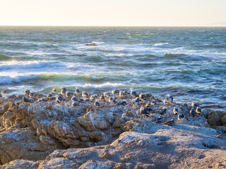 Seagulls resting on sunlit coastal rocks with ocean waves behind