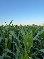 corn field against blue sky