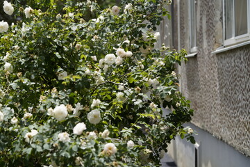 quantum white valentine roses