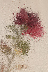 Smoke soft focus red flower through glass with wet water drops. Abstract natural blur background.