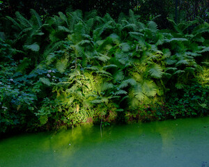 Lush green ferns illuminated by sunlight growing along the edge of a pond covered in duckweed,...