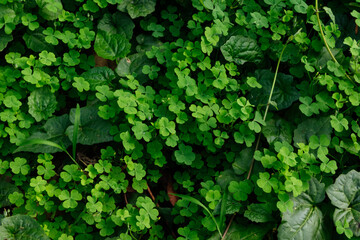 Fototapeta premium Verdant clover patches and varied greenery create a textural, organic ground cover in an outdoor botanical setting.