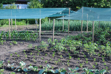 vegetable garden with netting and netting in early summer
